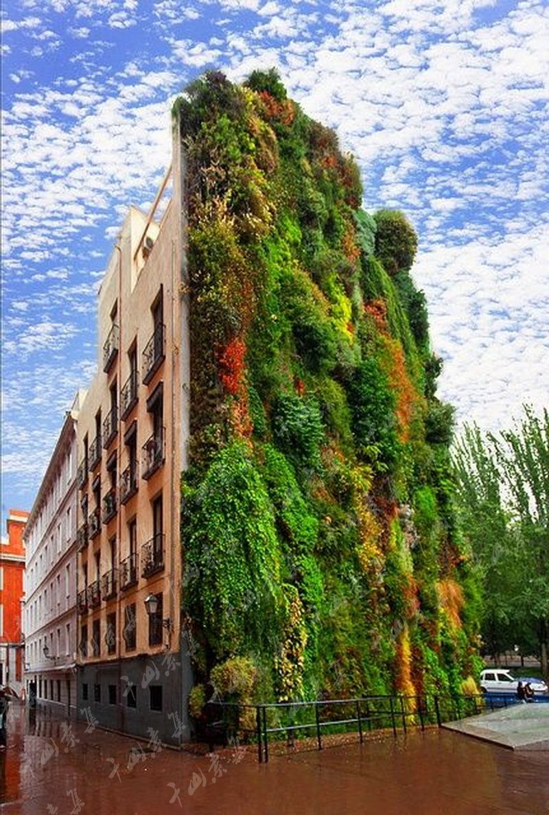 垂直绿化,植物墙