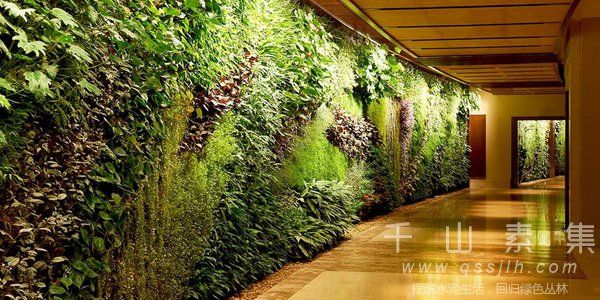 走廊植物墙 打造自然小道