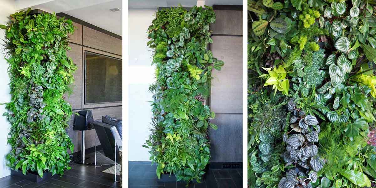 家庭植物墙,室内植物墙,家居绿植,室内景观