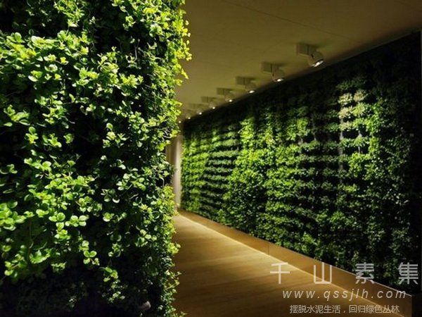 夏季植物墙,室内植物墙,植物墙好处