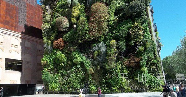城市植物墙,城市垂直绿化