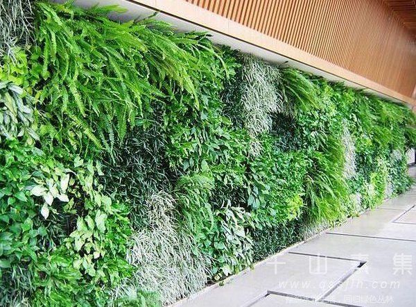 合肥老城区绿化工程 植物墙成为主角
