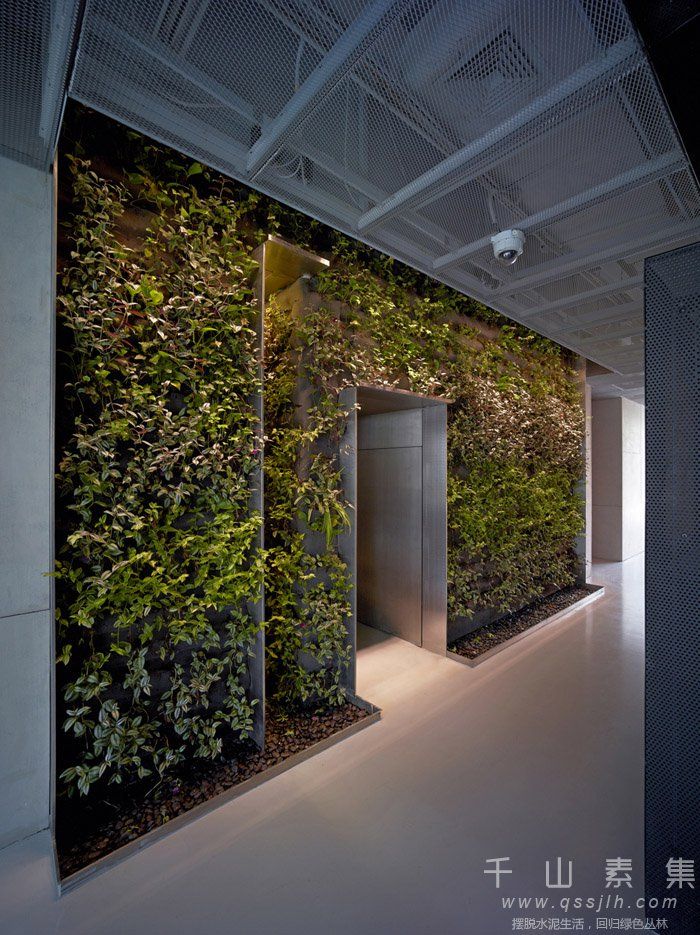 办公室植物墙,天津植物墙,植物墙设计,植物墙景观