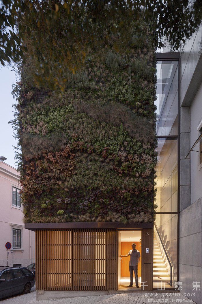 住宅植物墙,垂直花园