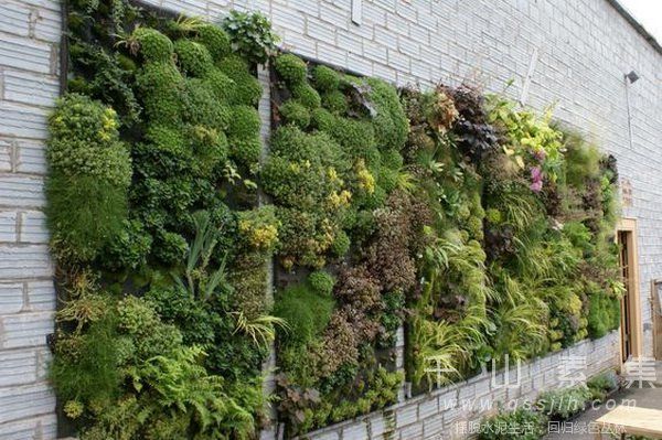 植物幕墙绿化-有效补偿城市绿化的新产业