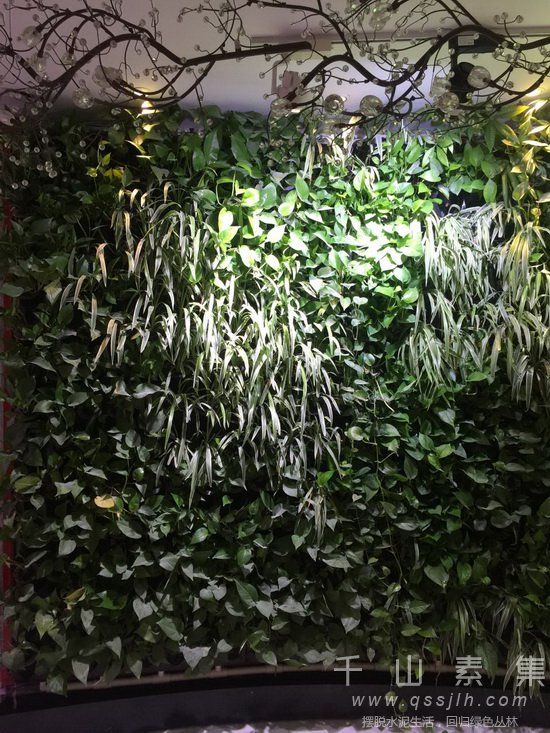 水培植物墙,模块式植物墙