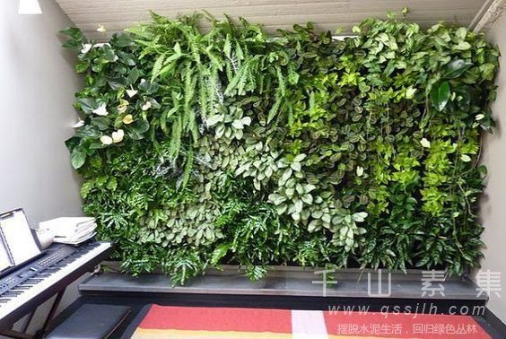 植物墙成本,植物墙价格