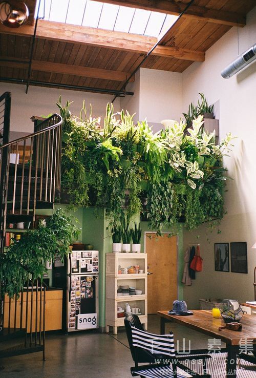 家庭植物墙