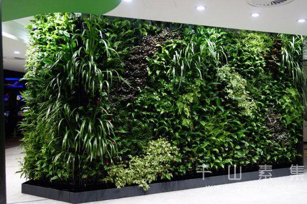植物墙设计,植物墙维护