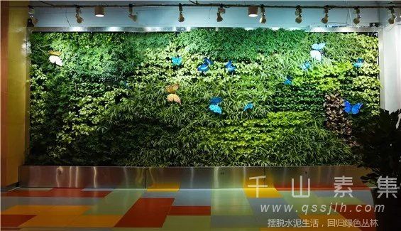 创意植物墙