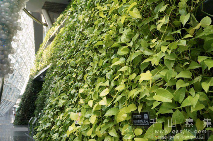 植物墙建筑,垂直绿化建筑,城市绿化,植物墙景观