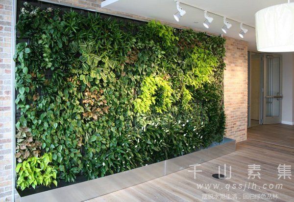 植物墙养护,冬季植物墙,植物墙技术