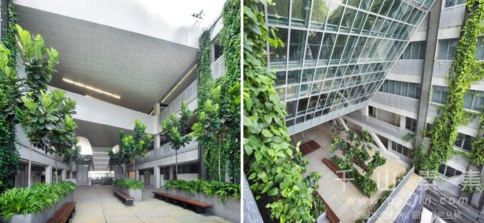 学校垂直绿化,垂直绿化景观,垂直绿化设计
