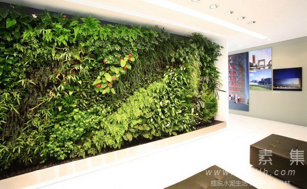 室内植物墙 美丽与绿色携手同行