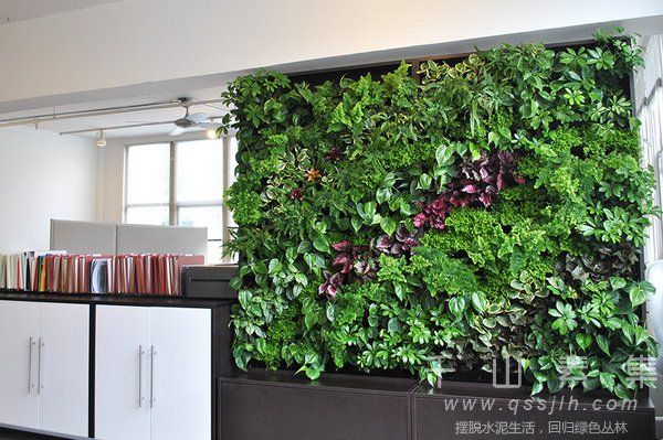 植物屏风,小品植物墙,植物墙设计