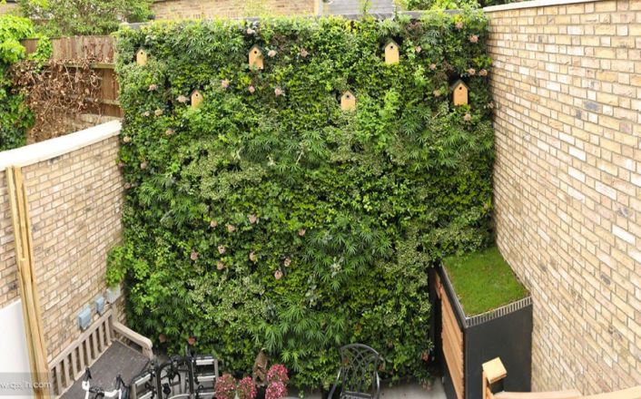 后院花园植物墙，构建葱郁的绿色背景