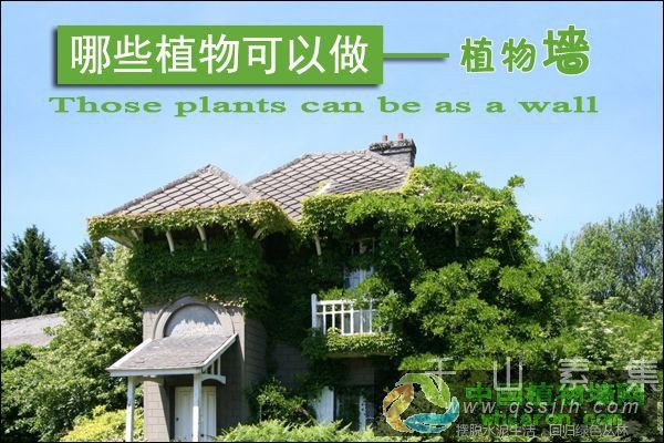 中国植物墙网浅谈活体绿色植物墙常用的植物有哪些？
