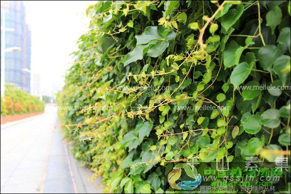 中国植物墙网浅谈活体绿色植物墙常用的植物有哪些？