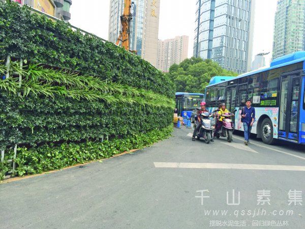 新鲜绿植组成的“生态围挡”2.5米高绿墙_亮相贵阳工地