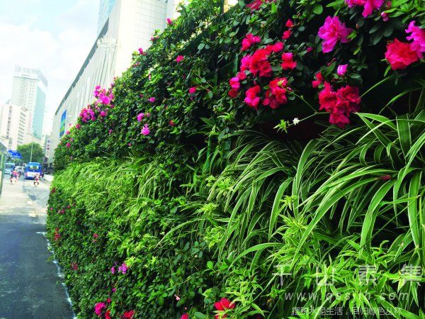 美化美观的“绿墙”_“生态花墙”更需精心打理