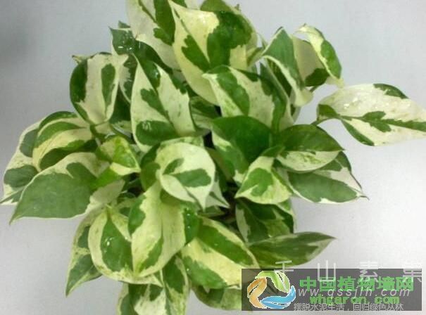 植物墙公司常用植物之绿萝_养护常见问题以及对症下药