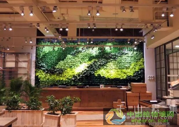 活体绿色植物墙的16种艺术表达形式_活体植物墙