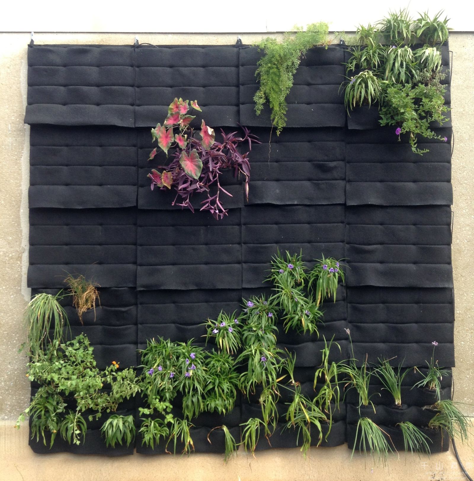 做活体植物墙工程容易犯的几个错误_植物墙设计的特殊性