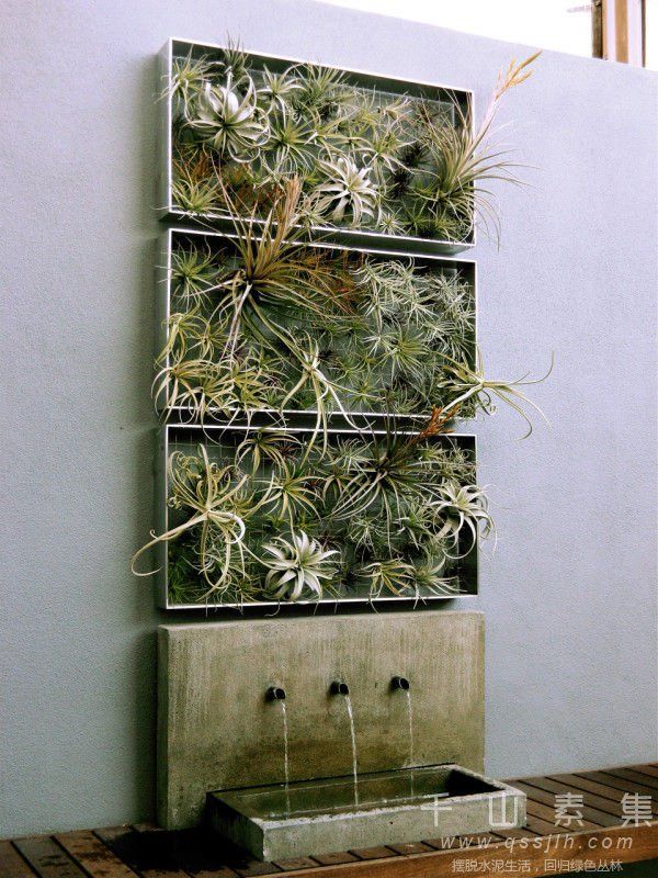 罗森的框架植物可以让空气的植物变成一件艺术品