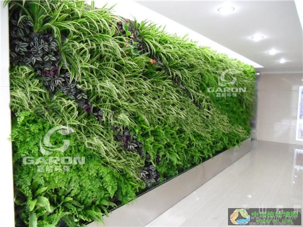植物墙是立体的景观_适用性广的生机勃勃的绿植墙品种