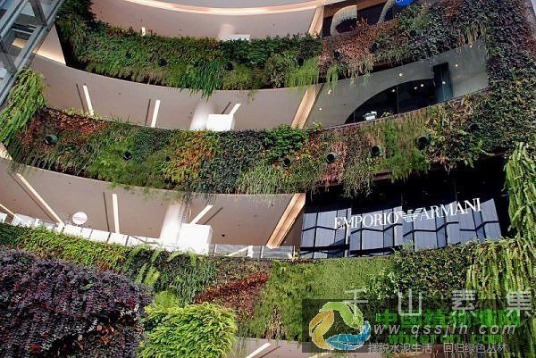 活体植物墙之生命的墙 垂直花园的模块化形式