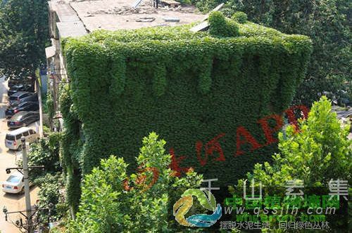 郑州爬山虎20年 “专业植物墙”成闹市美景_活体