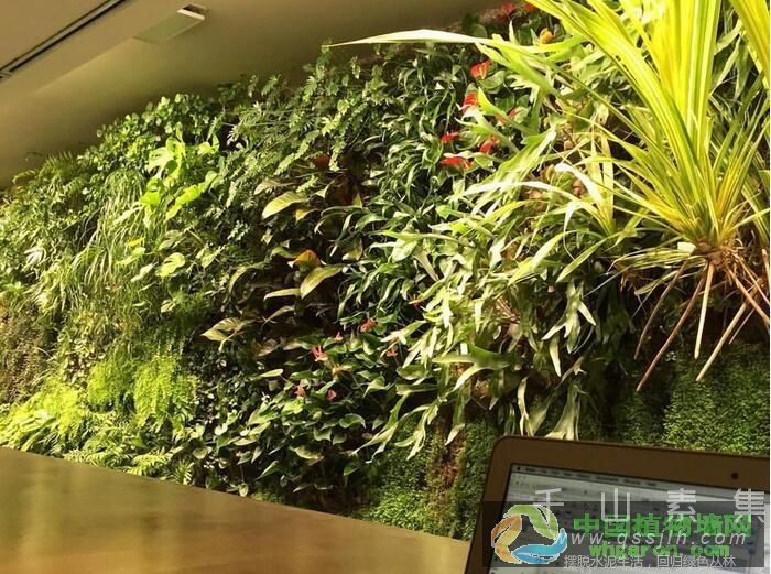 植物墙又称为绿植墙_引领了新的园艺时代