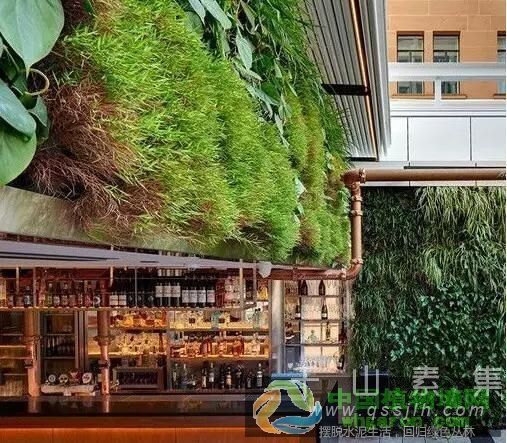 微森绿墙浅谈植物墙与酒吧的完美融合_活体植物