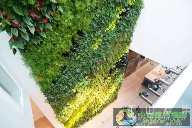 墙体绿化改善城市生态环境_打造室内天然氧吧