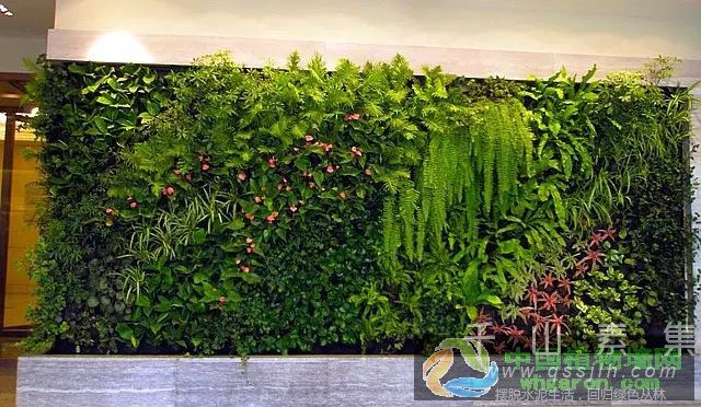 受室内环境的影响 室内植物墙植物的选择具有特