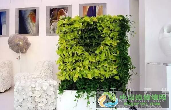 浅谈活体植物墙在家装环境中的应用_活体植物墙