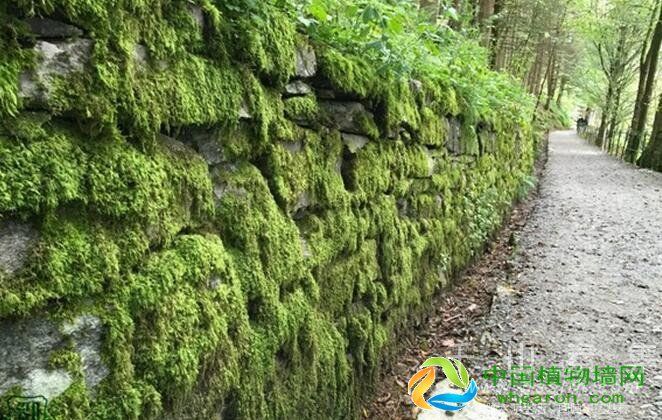 苔藓植物墙制作 苔藓植物在室内绿墙中的应用