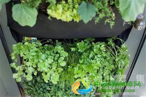 各类型的植物墙，让你的绿植美上天！