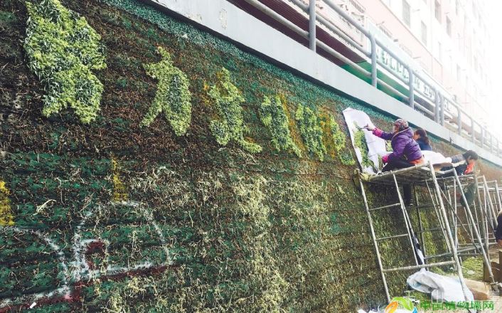 “垂直绿化植物墙”为省城街头增添亮丽色彩_活