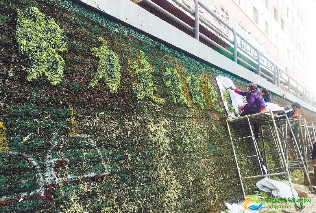 “垂直绿化植物墙”为省城街头增添亮丽色彩