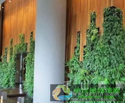 垂直绿化植物墙都有哪些好处？
