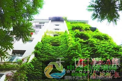 合肥多栋楼房布满爬山虎 清凉垂直绿化植物墙尚