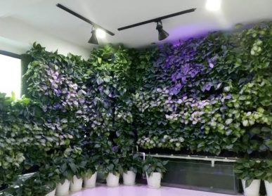 办公室内植物墙植物，该如何挑选