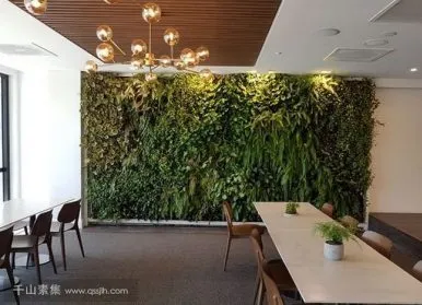 St Leonards Mental Health Clinic的植物墙，帮助改善患者在医院的体验