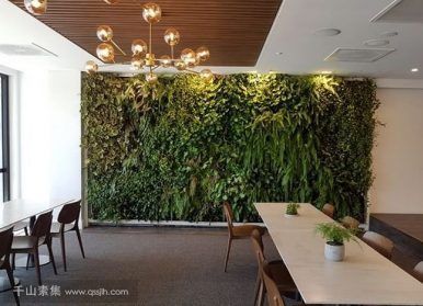 St Leonards Mental Health Clinic的植物墙，帮助改善患者在医院的体验
